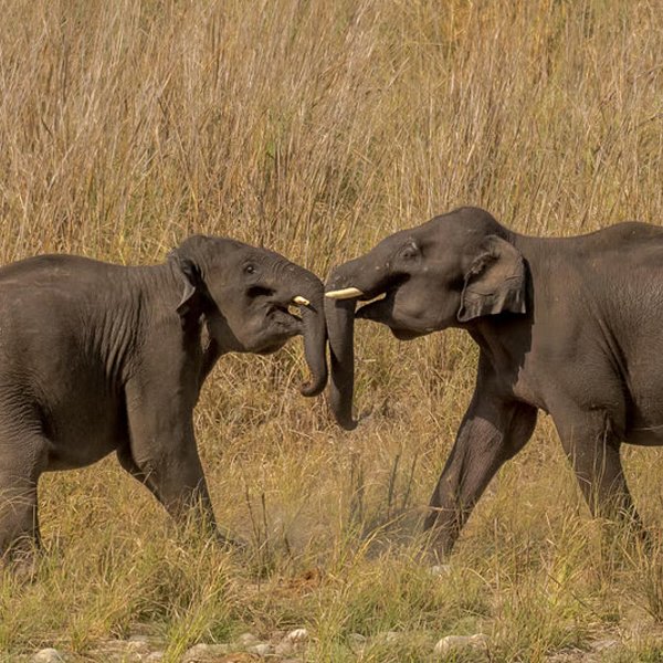 Elephants in the farm