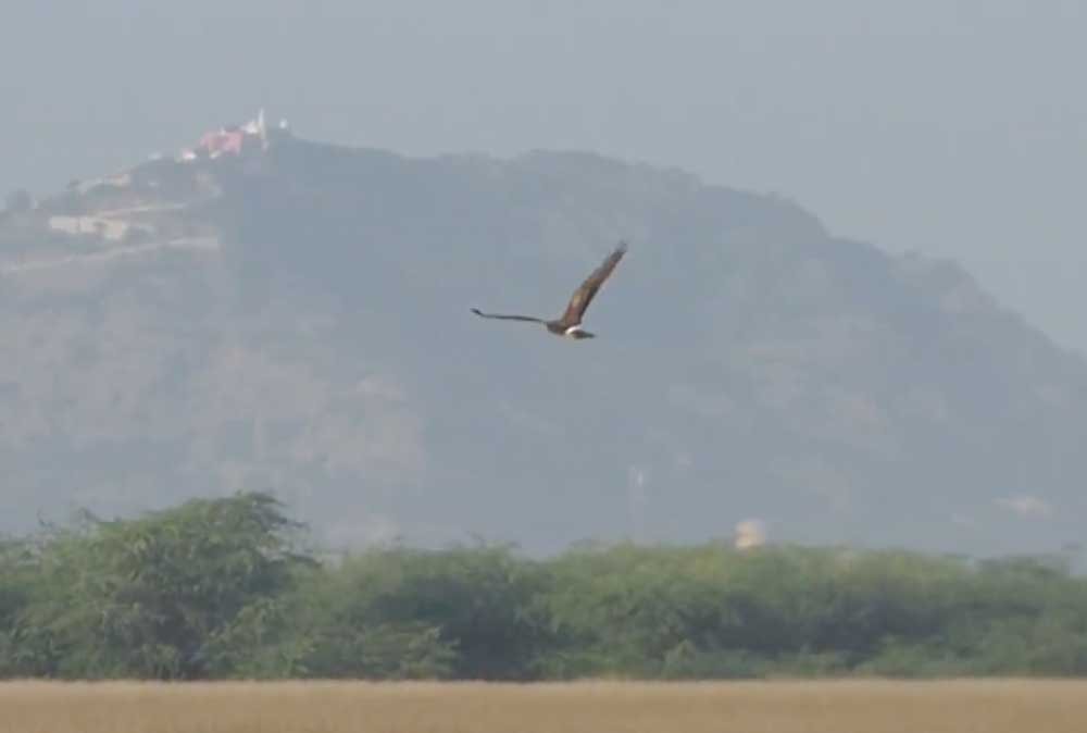 Harrier Tracking