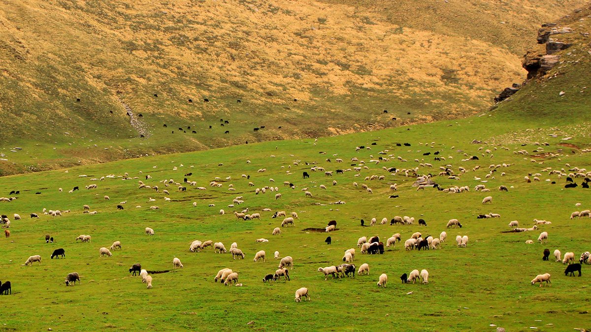 himachal-pradesh-sheep