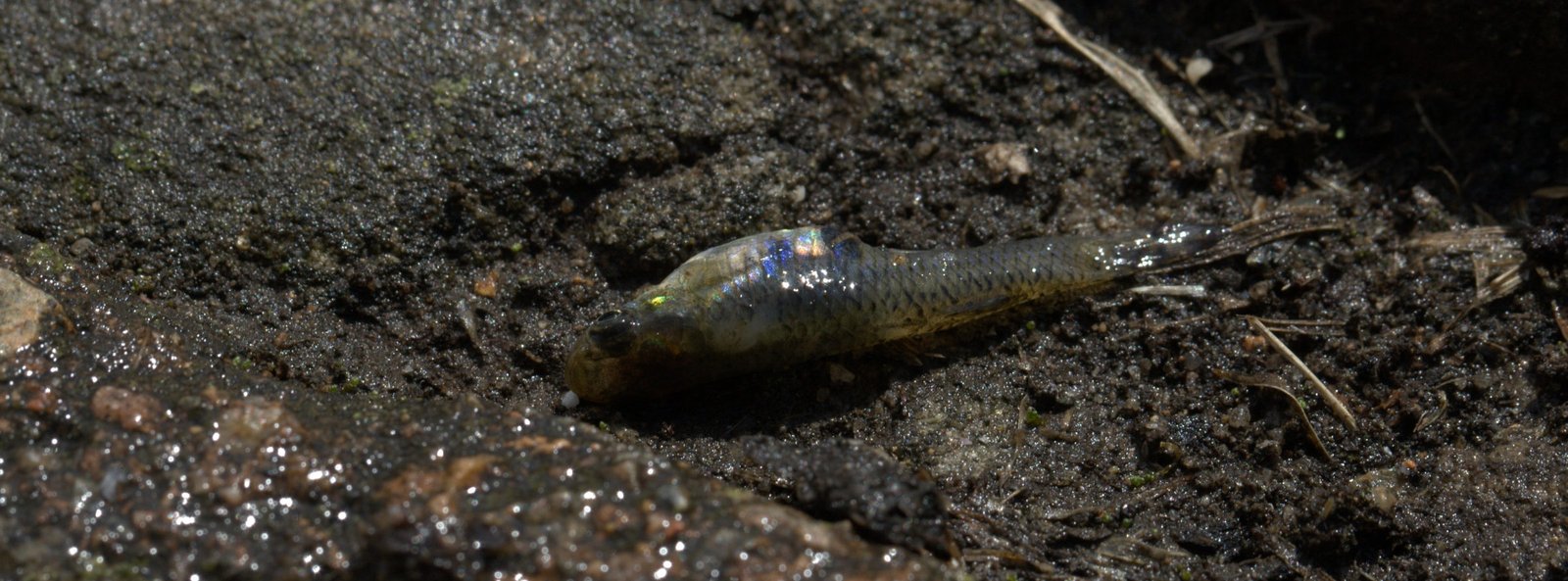 A-single-full-grown-mosquitofish-eats-about-100-to-300-mosquito-larvae-per-day-Wikimedia-Commons-Toby-Hudson-2400x890