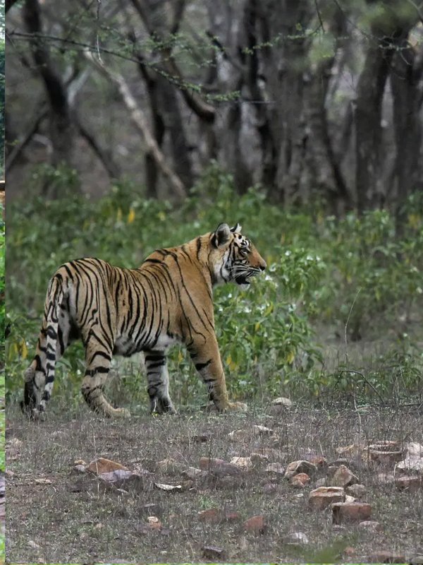 As tiger count grows