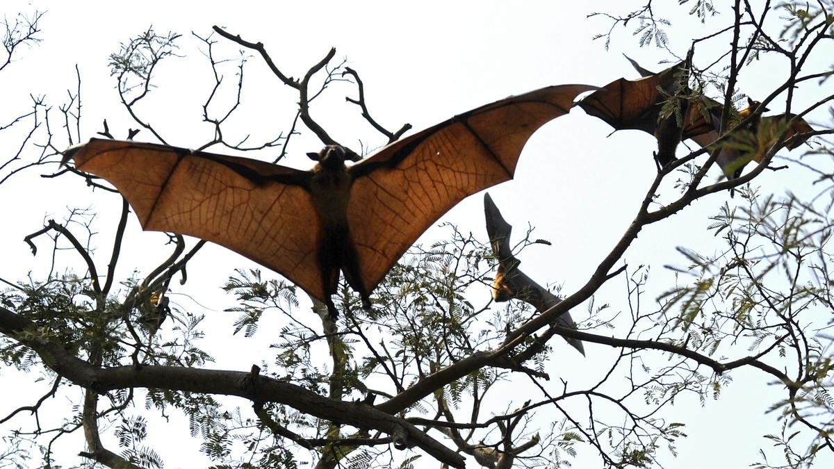 Indian_flying_fox_04