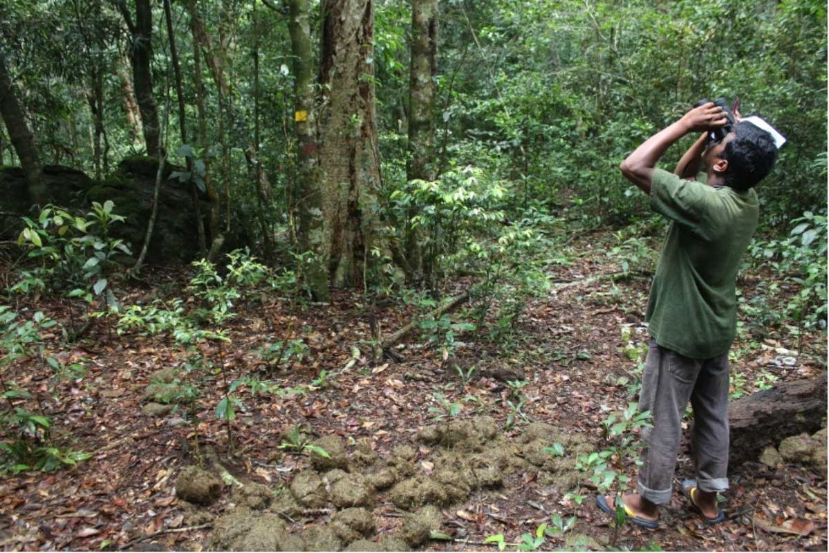 Long-term-monitoring-of-Phenology-of-Tropical-trees-in-KMTR-TVS