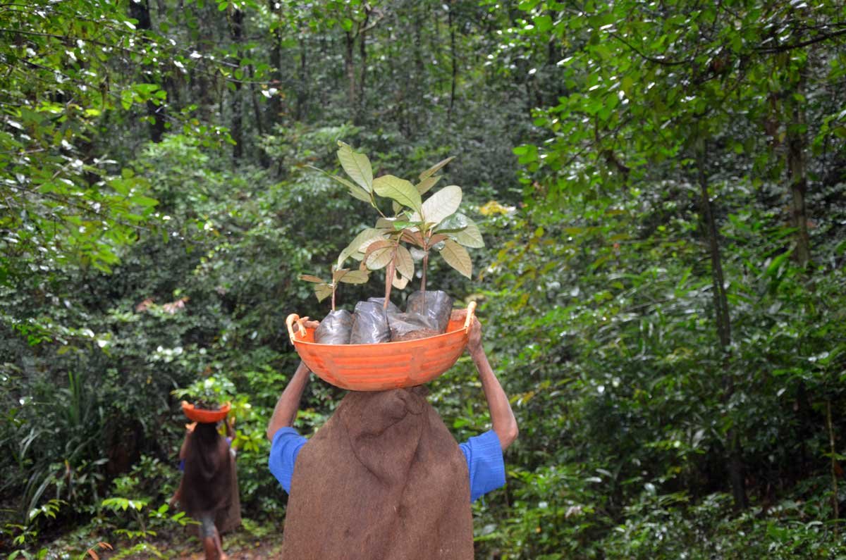 Setting-up-local-community-based-distributed-nurseries-supporting-existing-nurseries-for-restoring