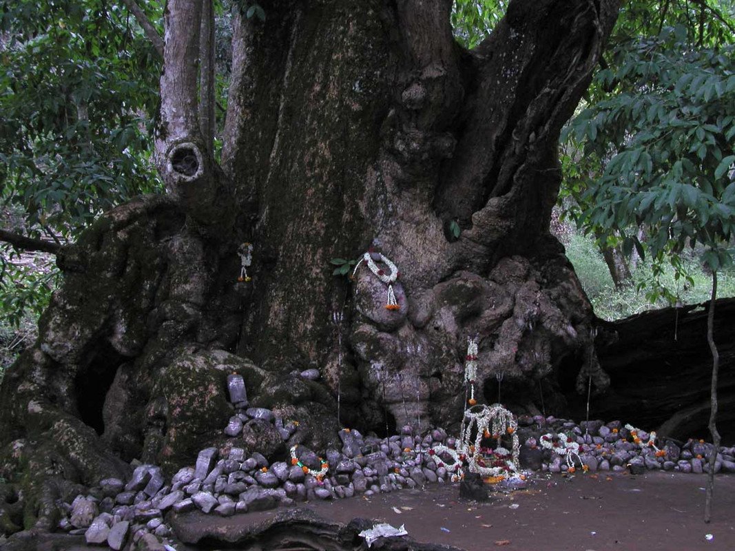 Supporting-Training-for-Tiger-Reserve-Managers-in-India-on-Green-Religious-Pilgrimage