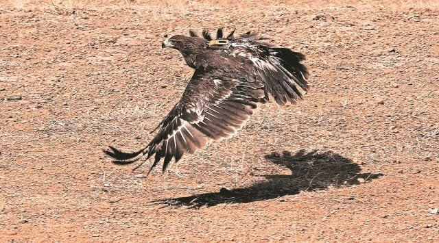 The-greater-spotted-eagle