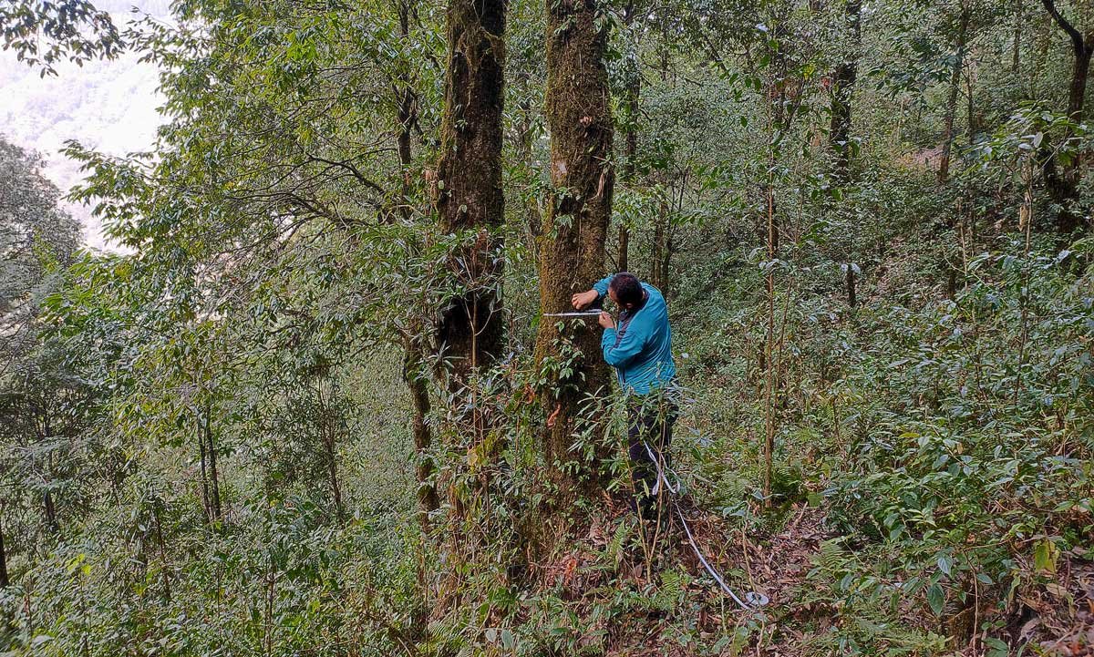 Woodpecker-communities-in-the-differently-managed-forests-of-Darjeeling-Eastern-Himalaya-India