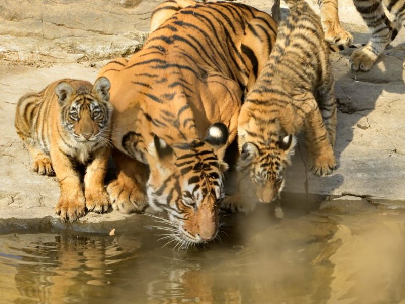 india successful tiger project